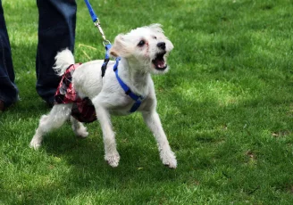 leash reactivity FI