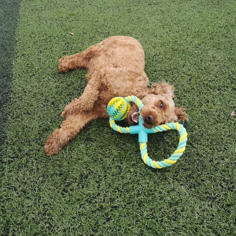 Bite-resistant rubber dog toy - Image 5