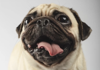 Do Pugs Bark A Lot How To Control This Disturbing Behavior Do Pugs Bark A Lot FI.webp