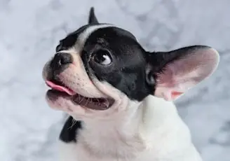 french-bulldog-dog-breeds-FI